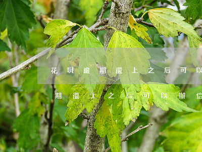 花唄逾期還上之后可以辦信用卡嗎-花唄逾期還上之后可以辦信用卡嗎安全嗎