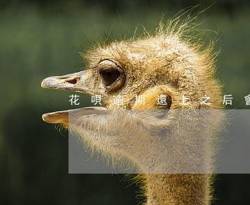 花唄逾期還上之后會不會上征信啊