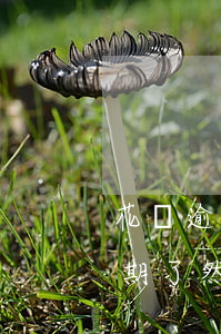 花唄逾期還上了還可以提升額度嗎-花唄 逾期了然后還清了額度還會上升嗎