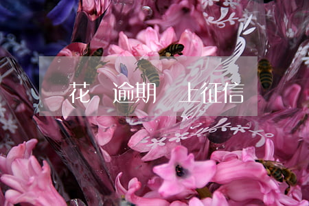 花唄逾期還上征信嗎