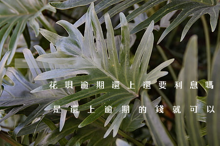 花唄逾期還上還要利息嗎(花唄逾期的話是不是還上逾期的錢就可以了)