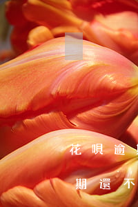 花唄逾期還不上會把身份證拉黑嗎-花唄逾期還不上會把身份證拉黑嗎怎么辦
