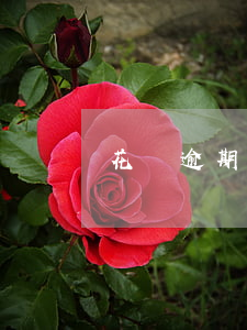 花唄逾期 還不了款(花唄逾期 還不了款會怎么樣)