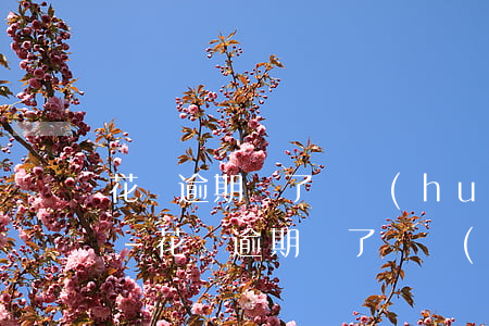 花唄逾期還了還會(huì)通知家里人嗎-花唄逾期還了還會(huì)通知家里人嗎知乎