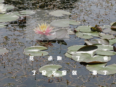 花唄逾期還了還會恢復(花唄逾期幾天后還清了是不是就沒事了)