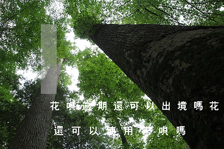 花唄逾期還可以出境嗎(花唄還款后不算逾期還可以使用花唄嗎)