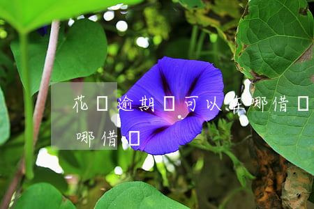 花唄逾期還可以在哪借錢(花唄逾期還可以在哪借錢)