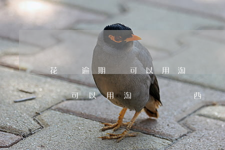 花唄逾期還可以用淘寶買東西嗎-花唄逾期還可以用淘寶買東西嗎安全嗎
