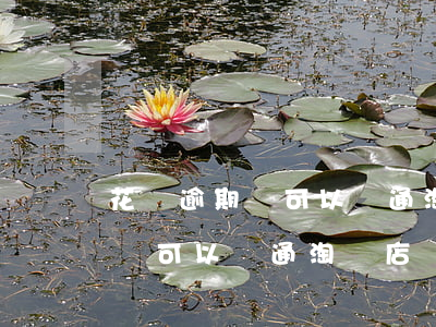 花唄逾期還可以開通淘寶店鋪嗎-花唄逾期還可以開通淘寶店鋪嗎安全嗎