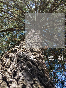 花唄逾期還后多久能用