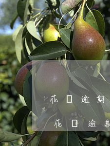 花唄逾期還完之后額度還恢復(fù)嗎-花唄逾期還完之后額度還恢復(fù)嗎怎么辦