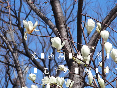 花唄逾期還完了影響淘寶開店嘛-花唄逾期還完了影響淘寶開店嘛