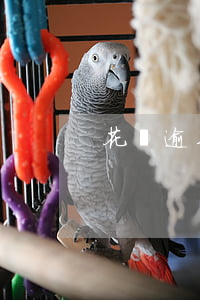 花唄逾期還完了還能正常使用嘛-