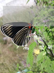 花唄逾期還完后不能用了