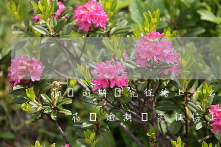 花唄逾期還完征信上什么時(shí)候消-花唄逾期還完征信上什么時(shí)候消除