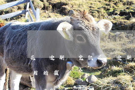 花唄逾期還完款 花唄逾期還完款然后不能使用的截圖