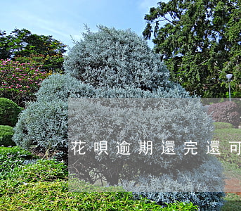 花唄逾期還完還可以繼續(xù)使用嗎-