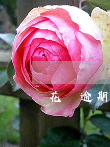 花唄逾期還影響政審嗎(借唄多次逾期影響政審嗎)