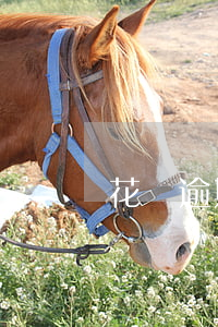 花唄逾期還會被催嗎（花唄逾期還會被催嗎）