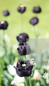 花唄逾期還有哪些平臺可以貸款-花唄逾期還有哪些平臺可以貸款的