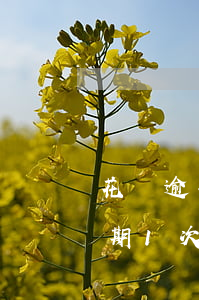 花唄逾期還款一次對信用有影響嗎-花唄逾期1次還了之后還了之后可以繼續(xù)使用嗎