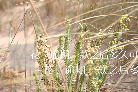 花唄逾期還款之后多久可以繼續(xù)用-花唄逾期還款之后多久可以繼續(xù)用額度
