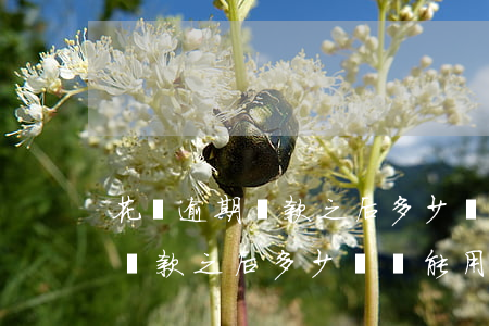 花唄逾期還款之后多少時間能用-花唄逾期還款之后多少時間能用啊