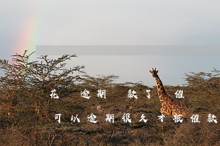 花唄逾期還款了還催嗎(為什么有些人的花唄可以逾期很久才被催款)