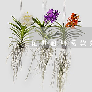 花唄逾期還款先算罰息