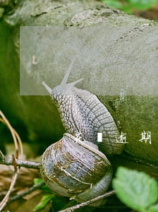 花唄逾期還款去哪里還