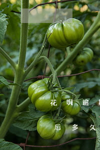 花唄逾期還款可以用幾次(花唄逾期半年還款后多久才能使用花唄)