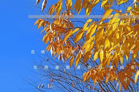 花唄逾期還款后凍結,是關閉重開還是等待-花唄逾期還款后凍結,是關閉重開還是等待還款