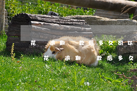 花唄逾期還款后多久可以繼續(xù)使用-花唄逾期還款后多久可以繼續(xù)使用額度