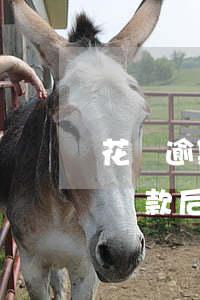 花唄逾期還款后多久能恢復額度-花唄逾期還款后多久能恢復額度啊