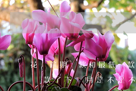 花唄逾期還款和最低還款(花唄最低還款逾期還款了,下個月是不是不能最低還款了?)
