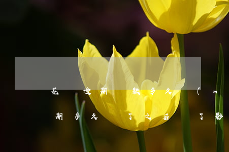花唄逾期還款多久沒(méi)事啊(花唄逾期多久還了之后還了影響征信嗎)