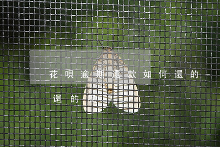 花唄逾期還款如何還的-花唄逾期還款如何還的呢