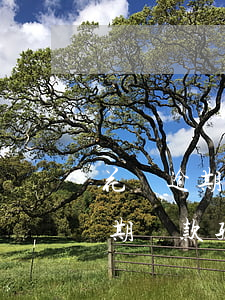 花唄逾期還款孩子當(dāng)兵(花唄逾期還款孩子當(dāng)兵)