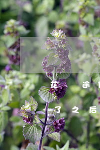 花唄逾期還款完何時可以再用-花唄逾期還了之后還了之后多久可以繼續(xù)用