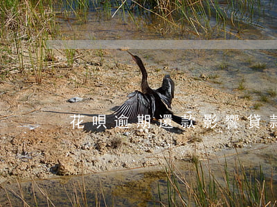 花唄逾期還款影響貸款嗎