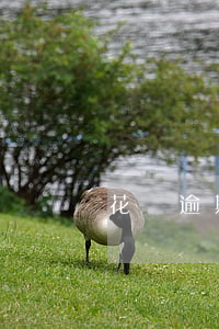 花唄逾期還款怎么免息