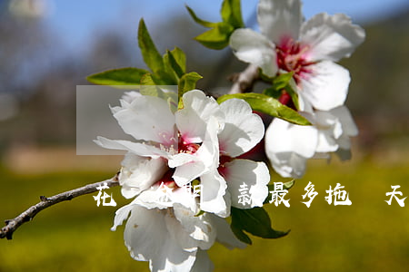 花唄逾期還款最多拖幾天
