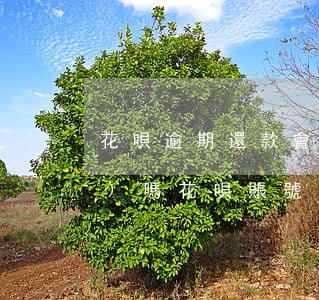 花唄逾期還款會(huì)被封號(hào)嗎(花唄賬號(hào)封停了怎么辦)