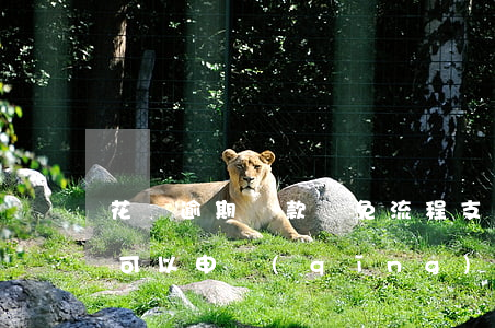 花唄逾期還款減免流程(支付寶花唄借唄逾期可以申請(qǐng)減免利息嗎)