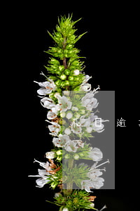 花唄逾期還款能延多久(花唄還款能延期嗎)