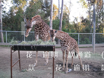 花唄逾期還款通道關(guān)閉還能還款嗎-花唄逾期還款通道關(guān)閉還能還款嗎怎么辦