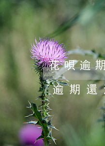 花唄逾期還清之后多久可以使用花唄-花唄逾期還清之后多久可以使用花唄支付