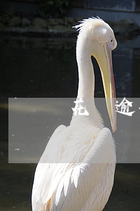 花唄逾期還清了多久可以辦信用卡