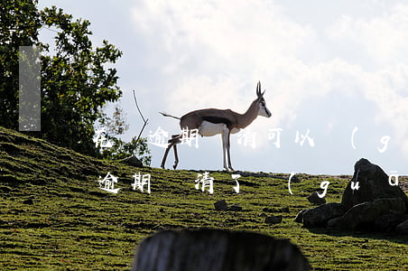 花唄逾期還清可以關(guān)掉嗎(花唄逾期還清了關(guān)閉了還可以開(kāi)通嗎)