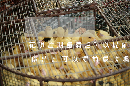 花唄逾期還清后可以提前還款嗎-花唄逾期還清后可以提前還款嗎